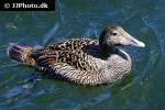 somateria molissima   common eider  