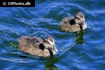 somateria molissima   common eider  