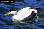 somateria molissima   common eider  