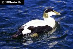 somateria molissima   common eider  