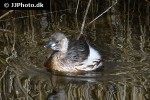 tachybaptus ruficollis   little grebe  