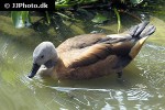 tadorna ferruginea   ruddy shelduck  