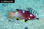 bodianus axillaris bodianus axillaris
