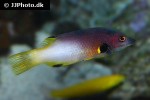 bodianus axillaris bodianus axillaris