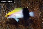 bodianus bilunulatus bodianus bilunulatus
