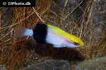 bodianus bilunulatus bodianus bilunulatus