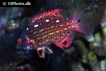 bodianus diana bodianus diana