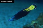 labroides bicolor labroides bicolor