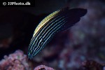 labropsis xanthonota labropsis xanthonota