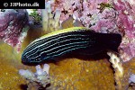 labropsis xanthonota labropsis xanthonota