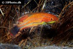 paracheilinus mccoskeri paracheilinus mccoskeri