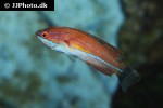 paracheilinus mccoskeri paracheilinus mccoskeri