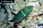 thalassoma hebraicum thalassoma hebraicum